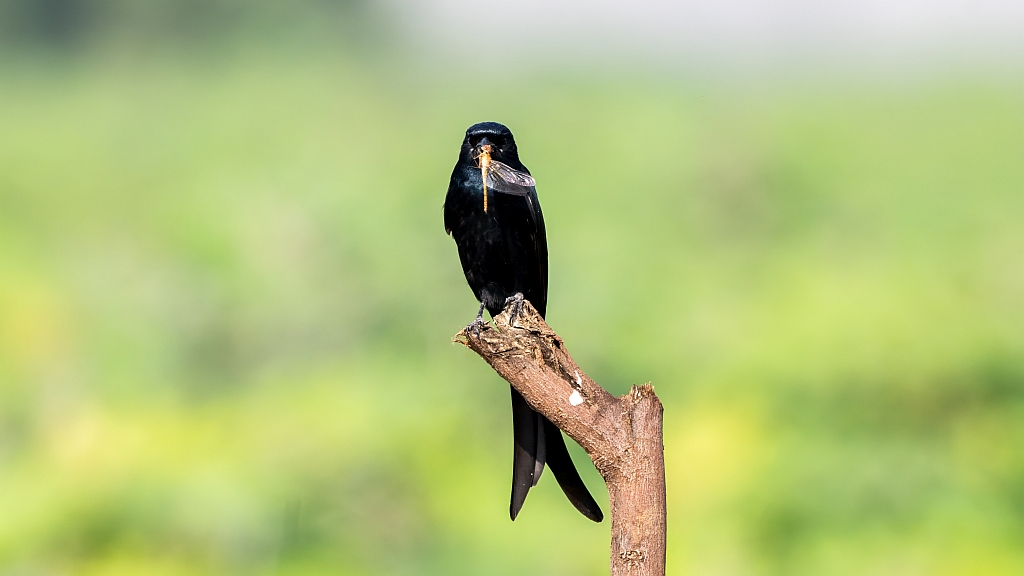 Black Drongo
